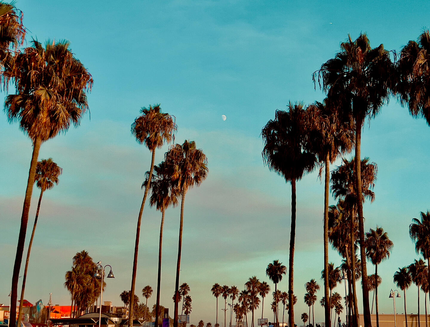 venice beach los angeles palms moon moonrise sleep demon photography dopamine art